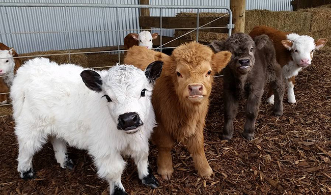 baby cows