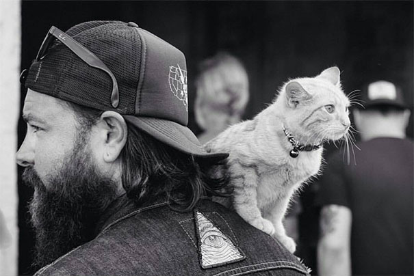 biker takes kitten on road trip