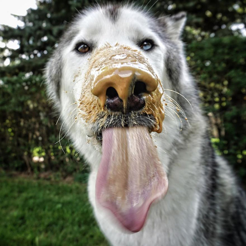 man takes dog on epic adventures