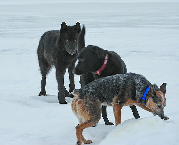 wolf named Romeo Alaska plays with dogs