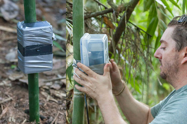 amazon camera catches rare animals