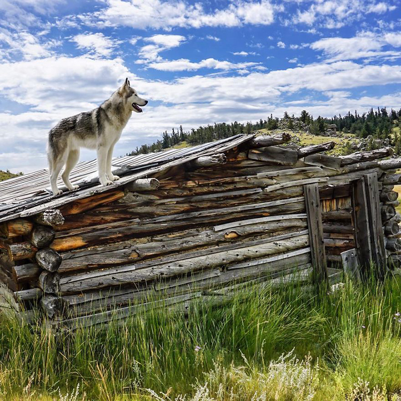 man takes dog on epic adventures