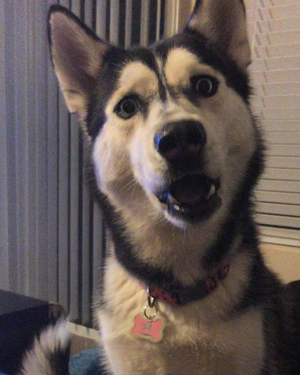 funny husky betrayal face