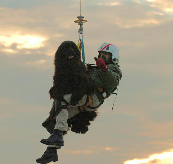 newfoundland coast guard dog Italy