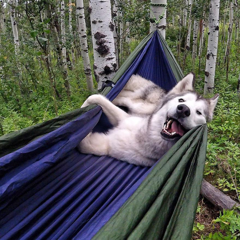 man takes dog on epic adventures