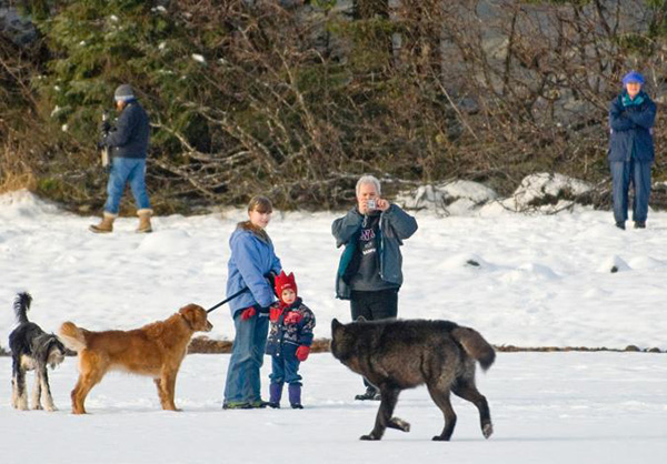 wolf named Romeo Alaska plays with dogs