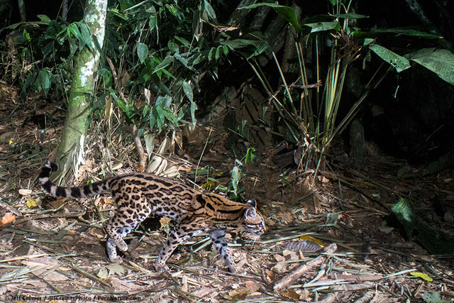 amazon camera catches rare animals