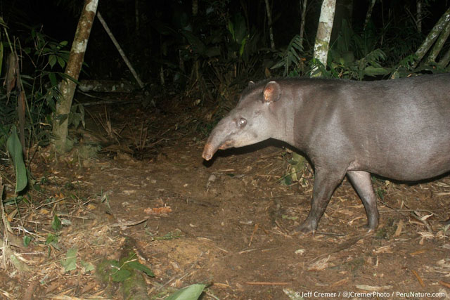 amazon camera catches rare animals