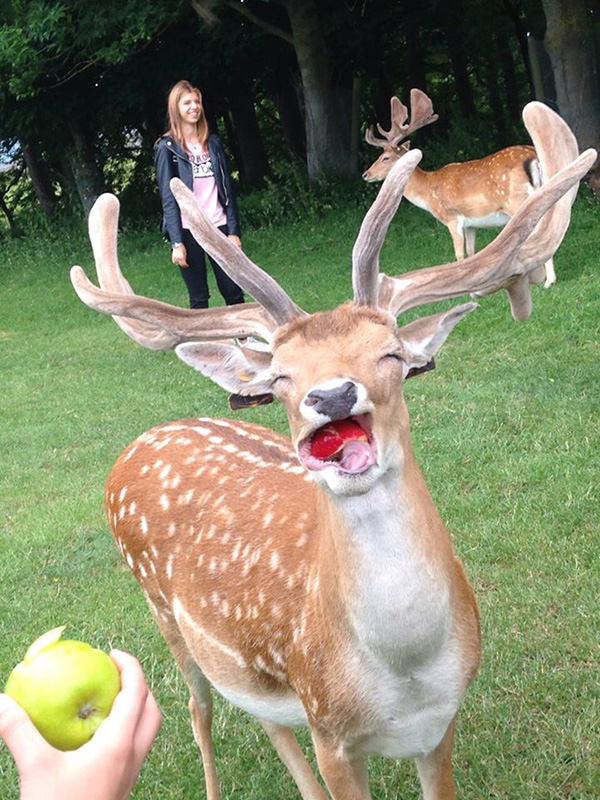 deer eating apple funny and cute