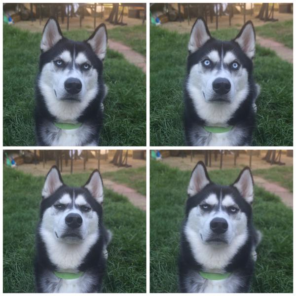 funny husky faces