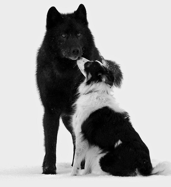 wolf named Romeo Alaska plays with dogs