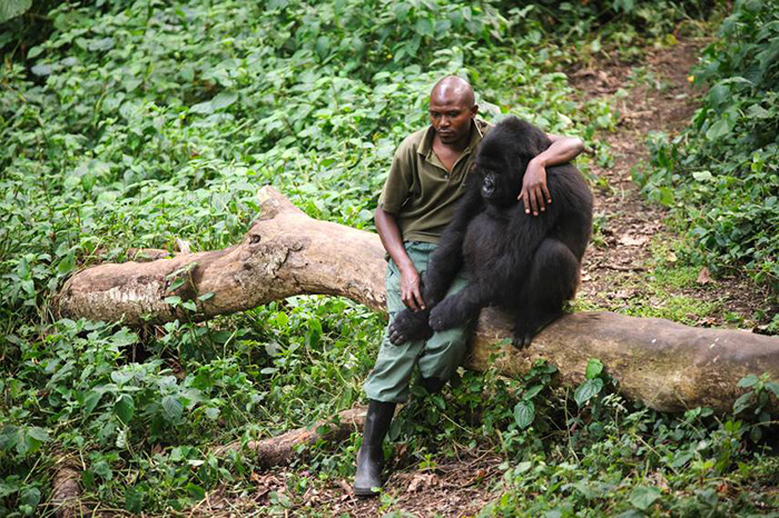 orphaned gorilla sad about losing his mom