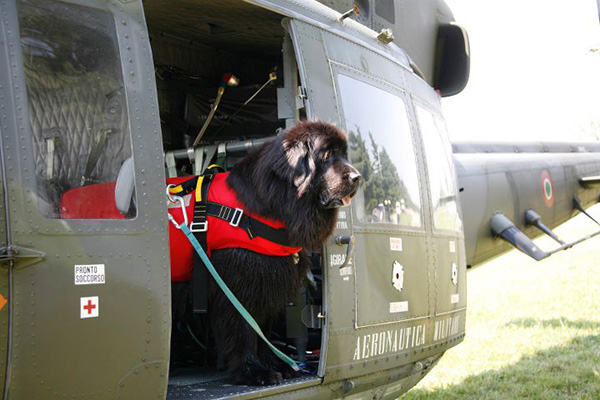 newfoundland coast guard dog Italy