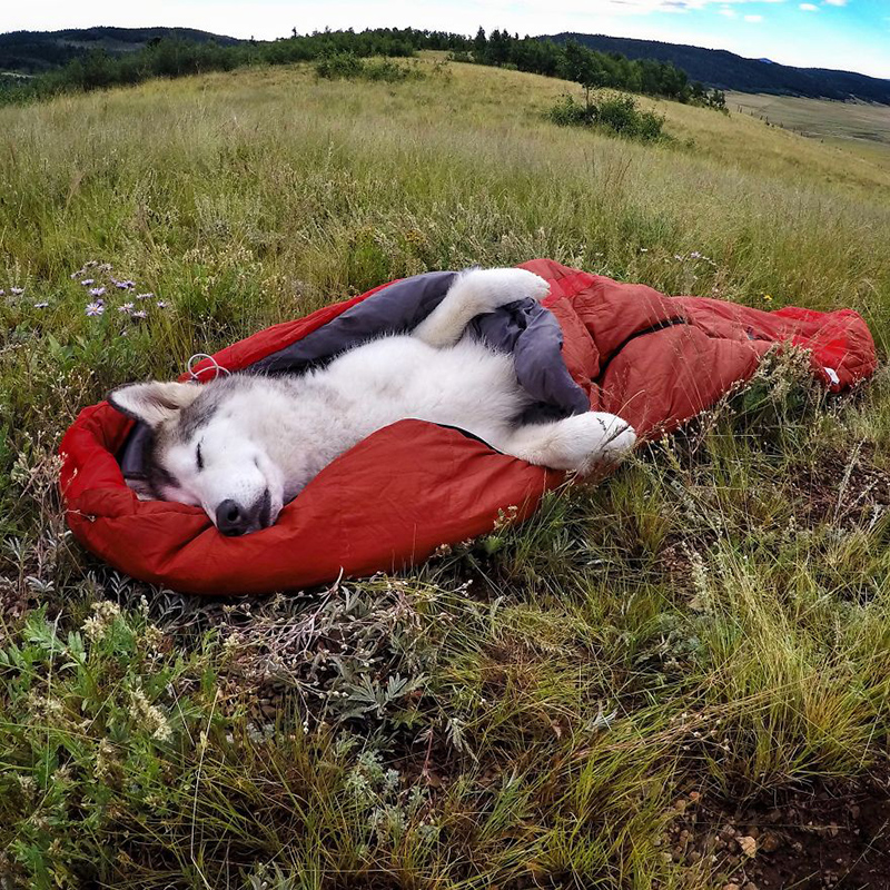 man takes dog on epic adventures