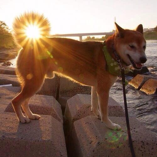 suntail dog