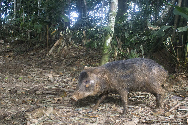 amazon camera catches rare animals