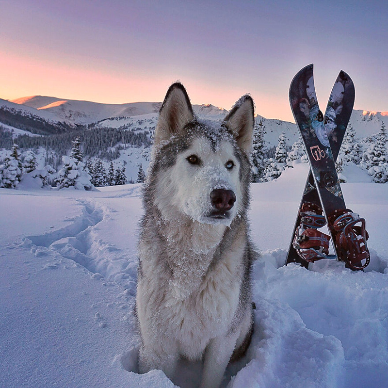 man takes dog on epic adventures