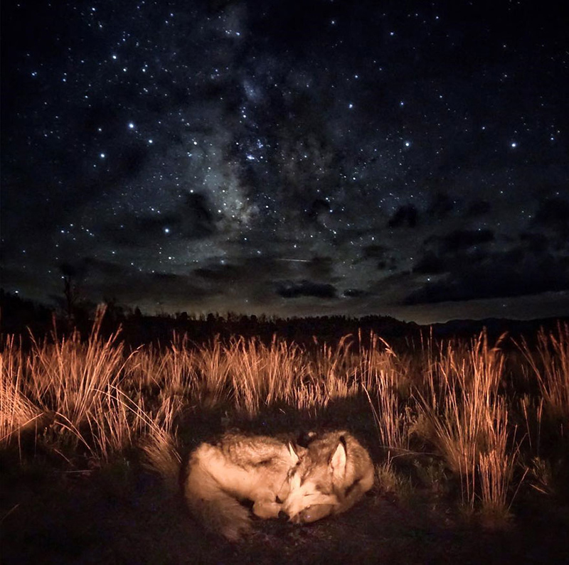 man takes dog on epic adventures