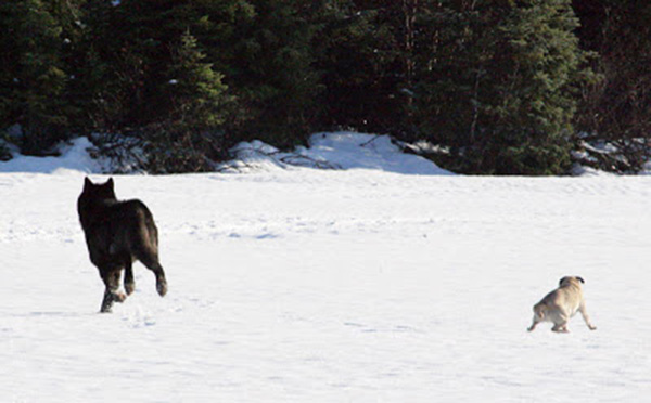 wolf named Romeo Alaska plays with dogs