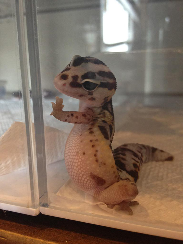 cutest lizard ever