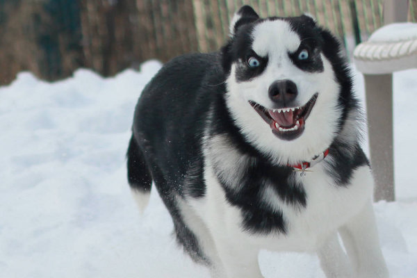 funny husky faces