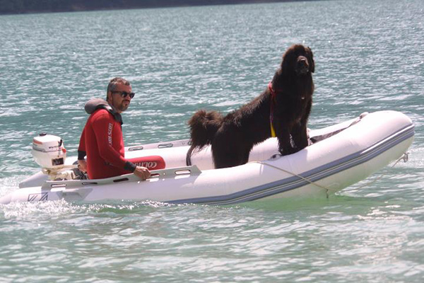 newfoundland coast guard dog Italy