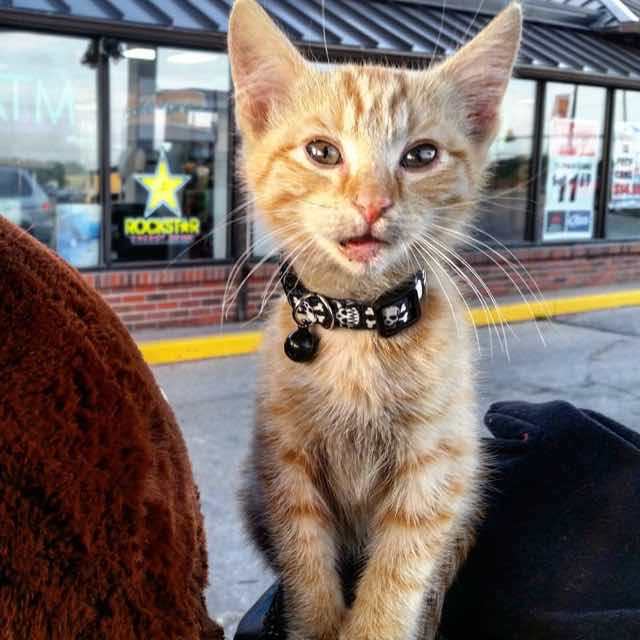 biker takes kitten on road trip