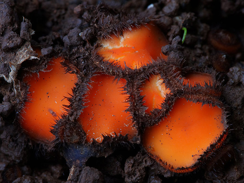 beautiful photos of mushrooms