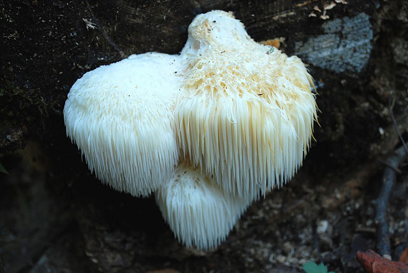 beautiful photos of mushrooms