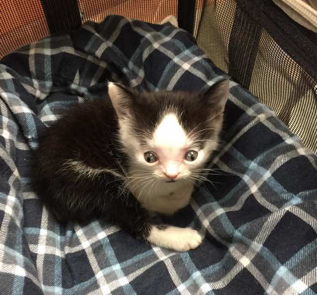 special needs kitten rescue story