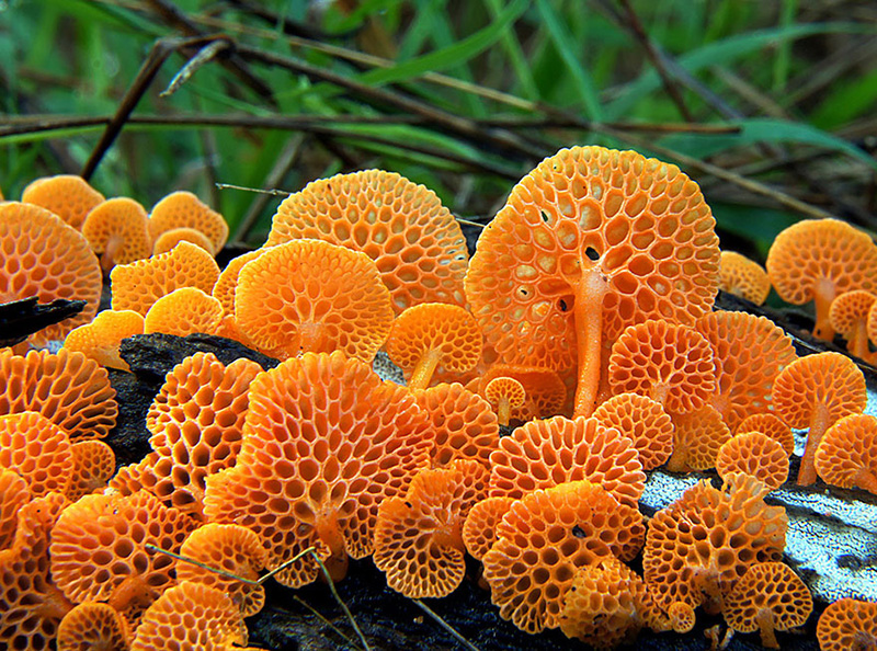 beautiful photos of mushrooms