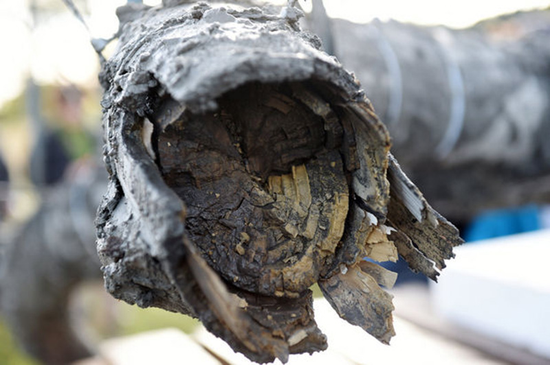 farmer finds woolly mammoth bones