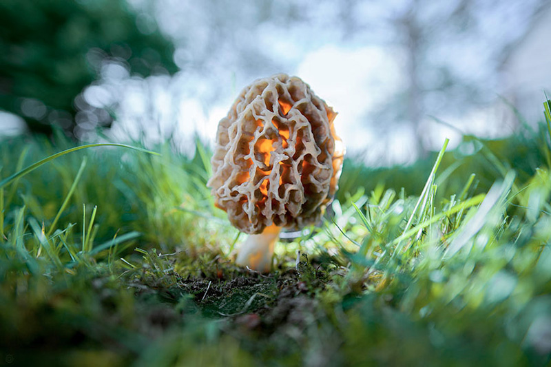 beautiful photos of mushrooms