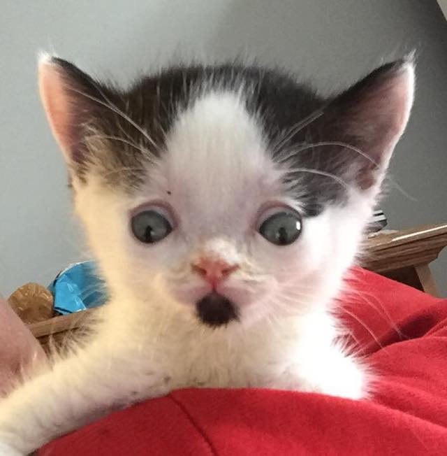 special needs kitten rescue story