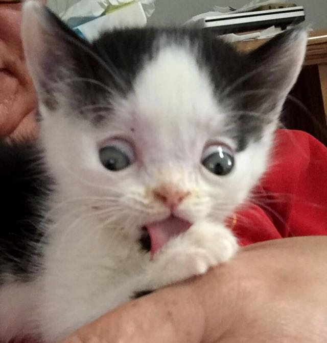 special needs kitten rescue story