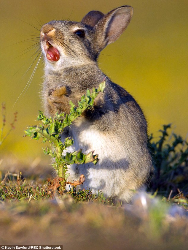 rabbit tries to eat spiky plant