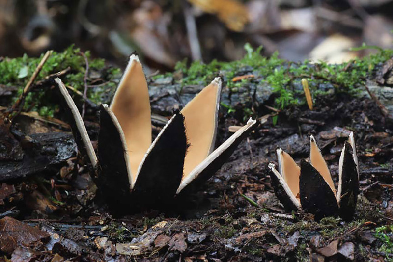 beautiful photos of mushrooms