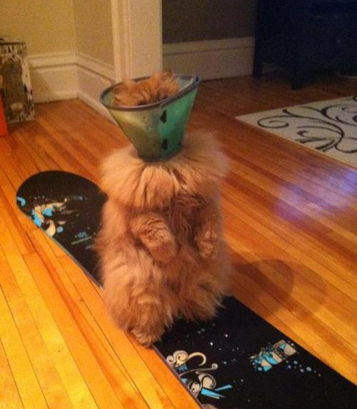 fluffy cat in cone