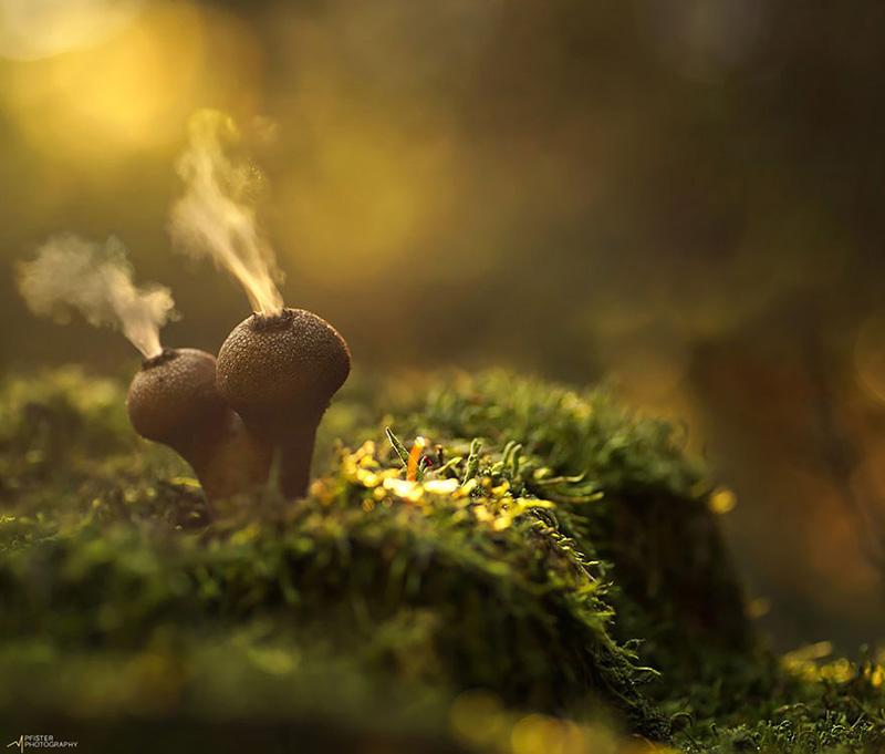 beautiful photos of mushrooms