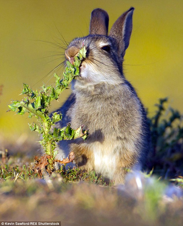 rabbit tries to eat spiky plant