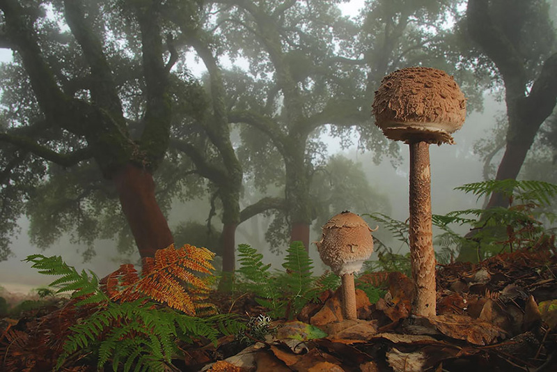 beautiful photos of mushrooms