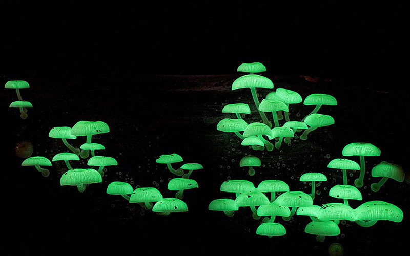 beautiful photos of mushrooms