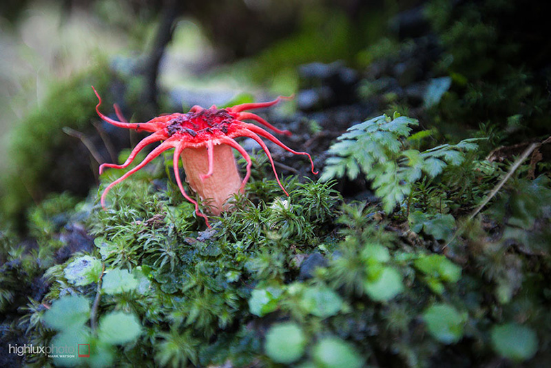 beautiful photos of mushrooms