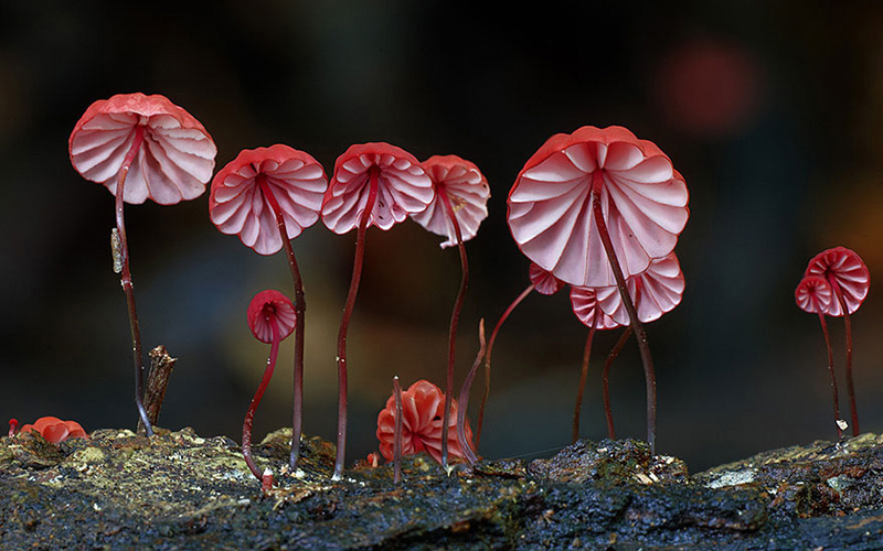 beautiful photos of mushrooms