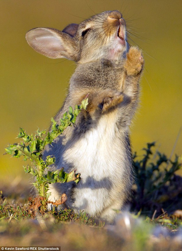 rabbit tries to eat spiky plant