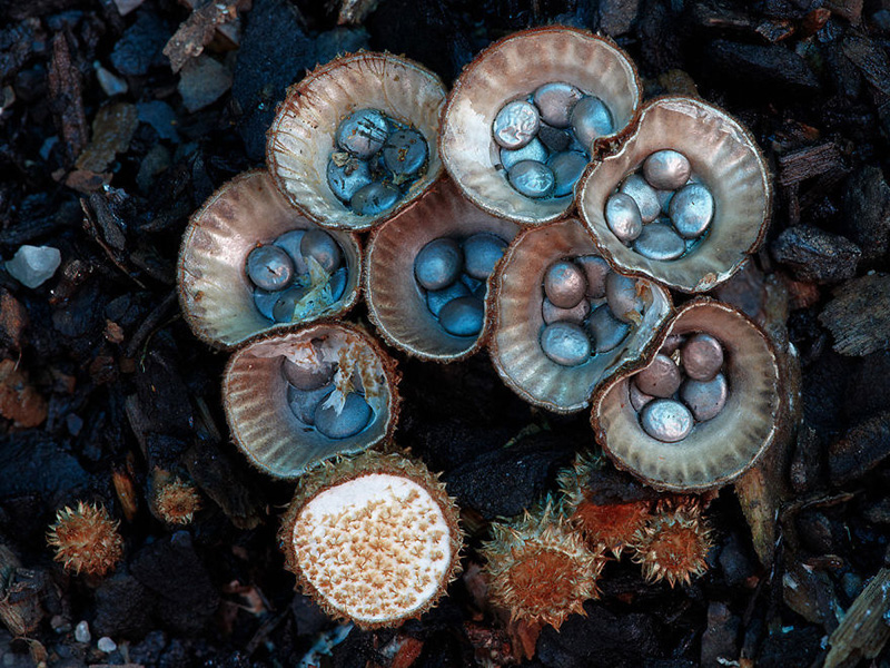 beautiful photos of mushrooms