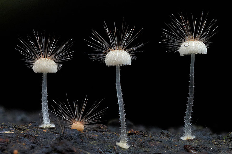 beautiful photos of mushrooms