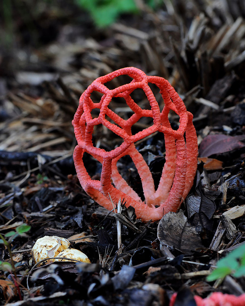 beautiful photos of mushrooms