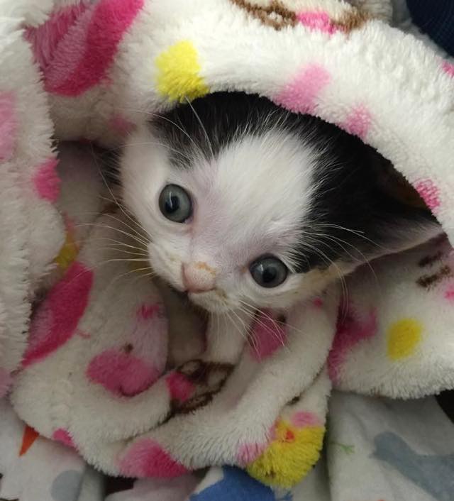 special needs kitten rescue story