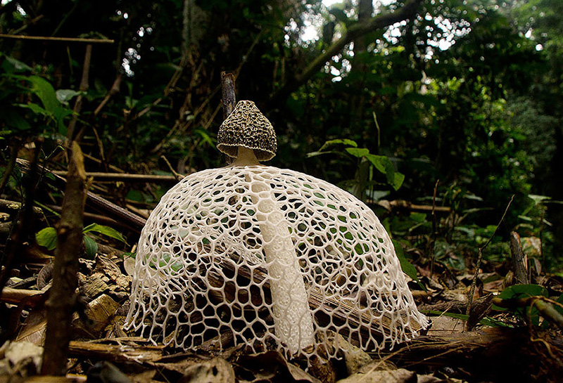 beautiful photos of mushrooms